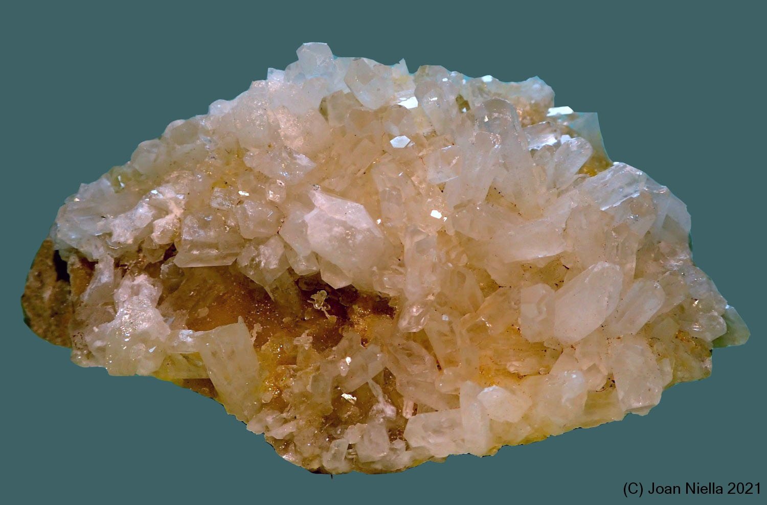 Celestina
80x50 mm
(Autor: Joan Niella)