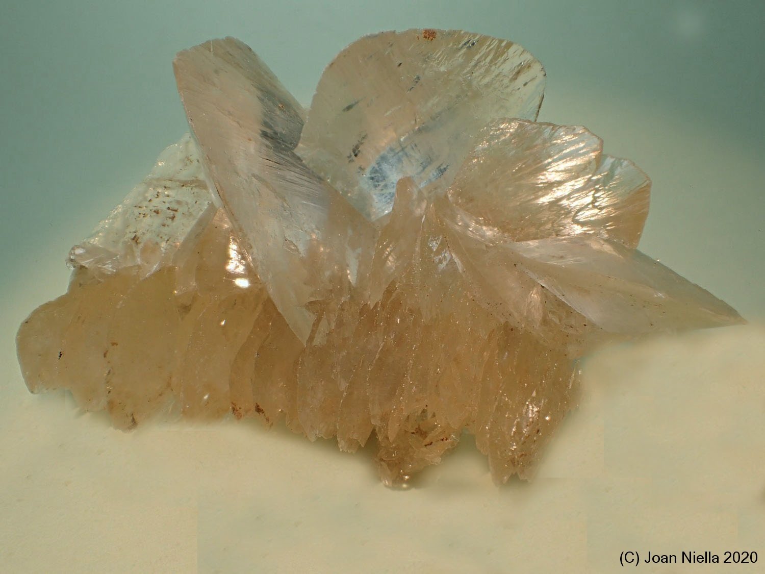 Yeso
70 x 45 mm
(Autor: Joan Niella)
