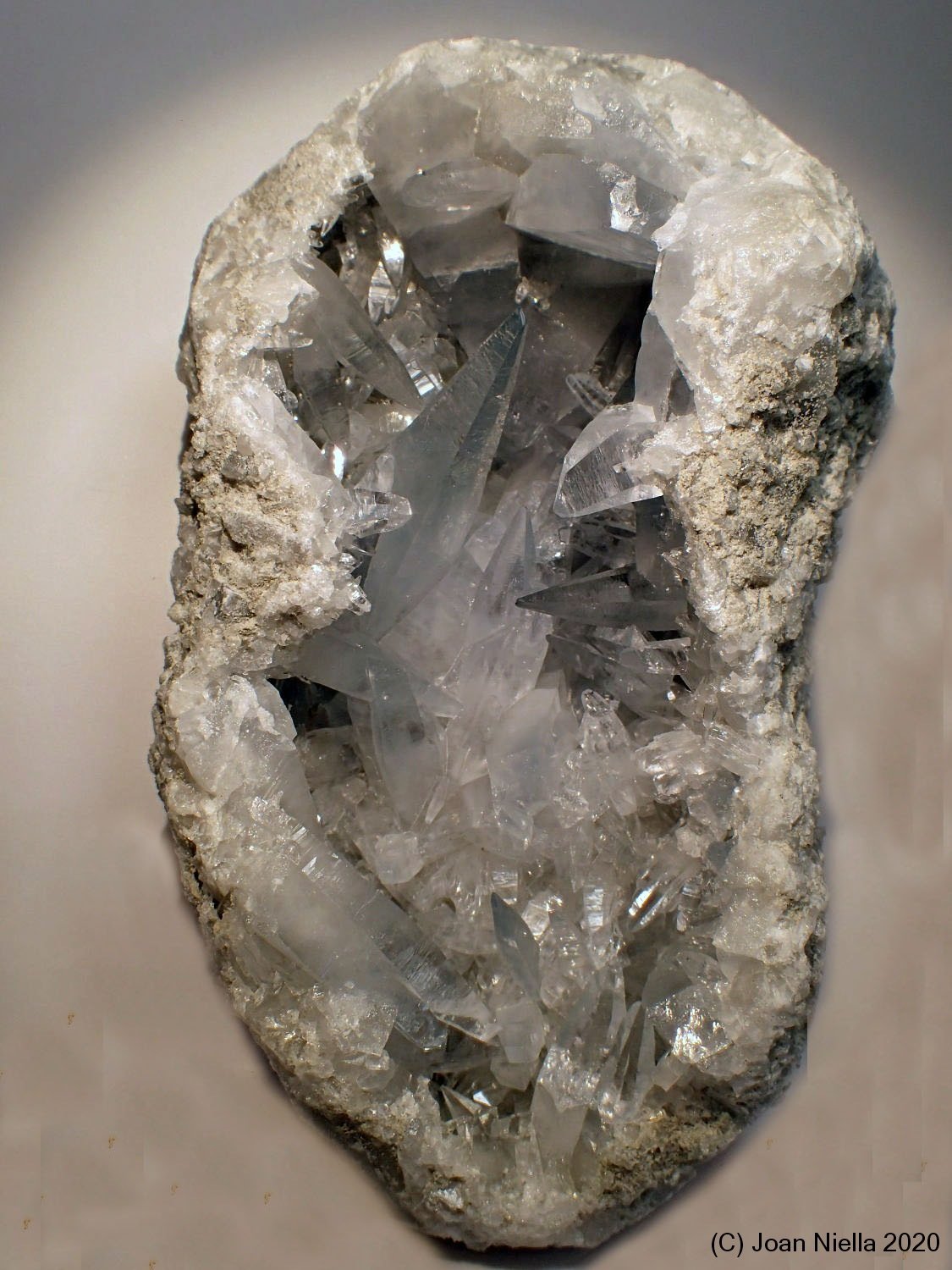 Celestina
7 x 12 cm
(Autor: Joan Niella)