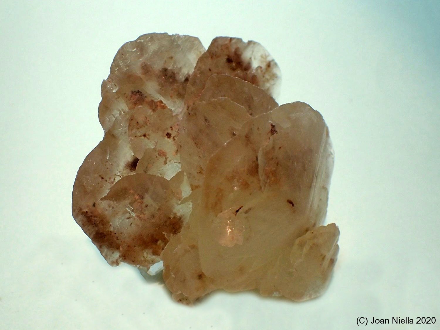 Yeso
50x60 mm
(Autor: Joan Niella)