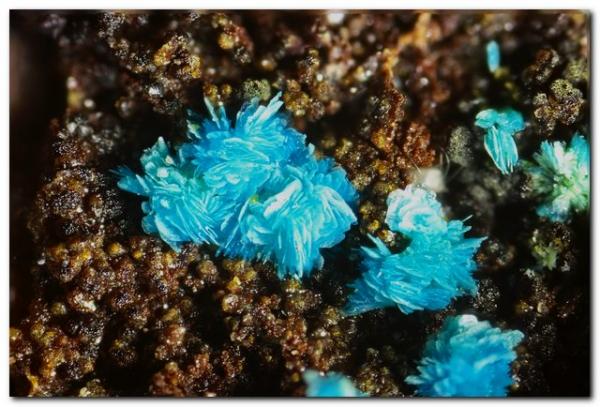 Lavendulana
Ancho 5 mm
(Autor: Rafa Muñoz(mineralvarado))