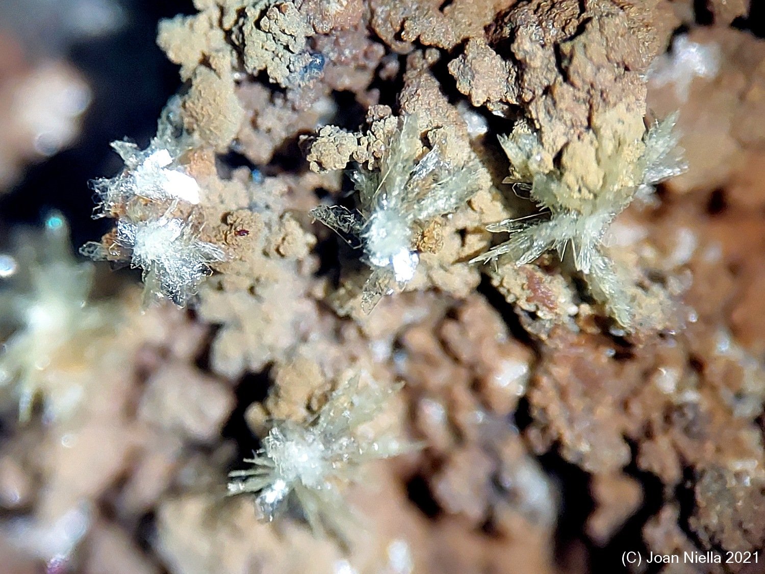 Montgomeryita
CV  12x9 mm
(Autor: Joan Niella)