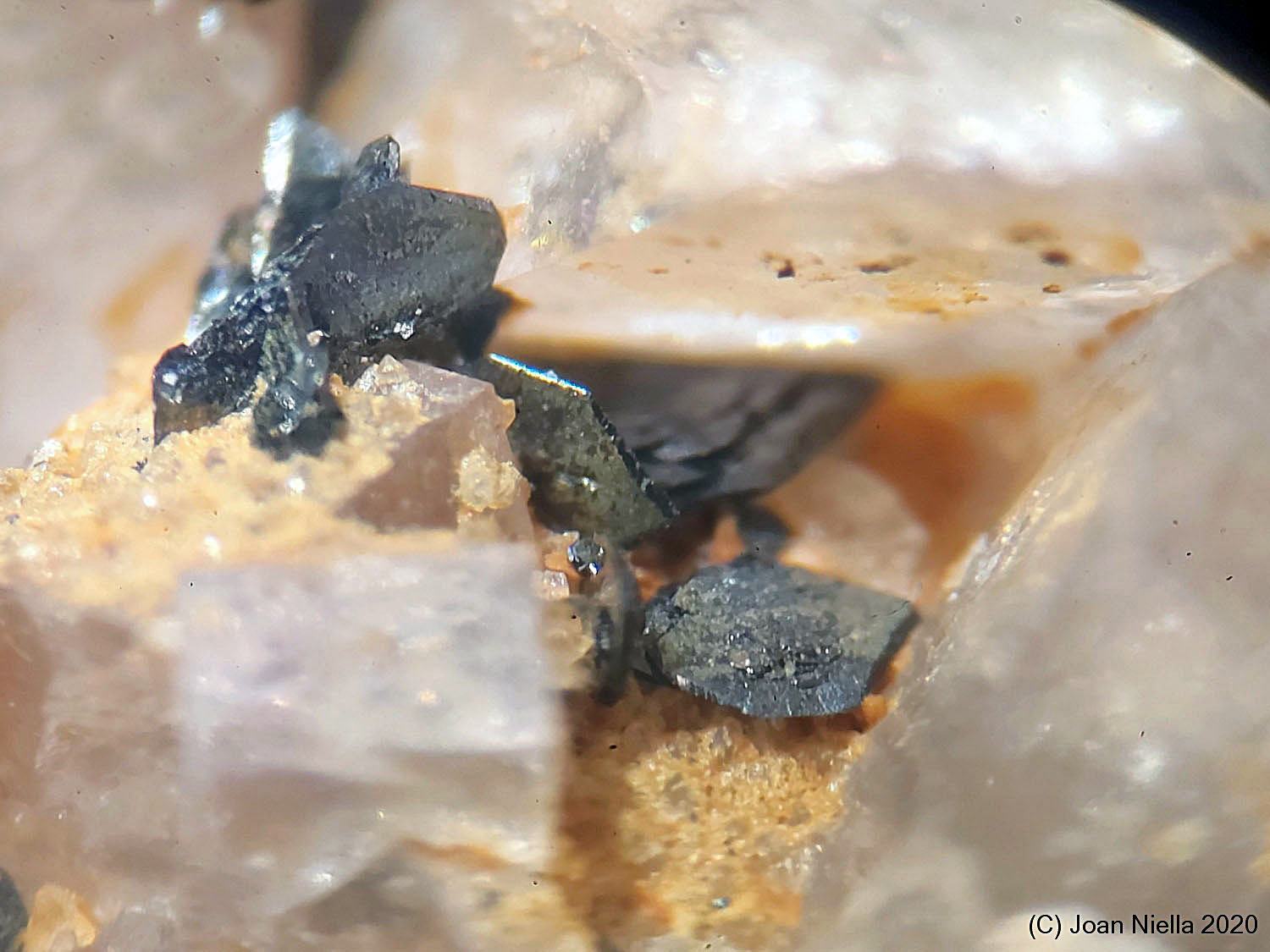 Cechita
CV 8x6 mm
(Autor: Joan Niella)