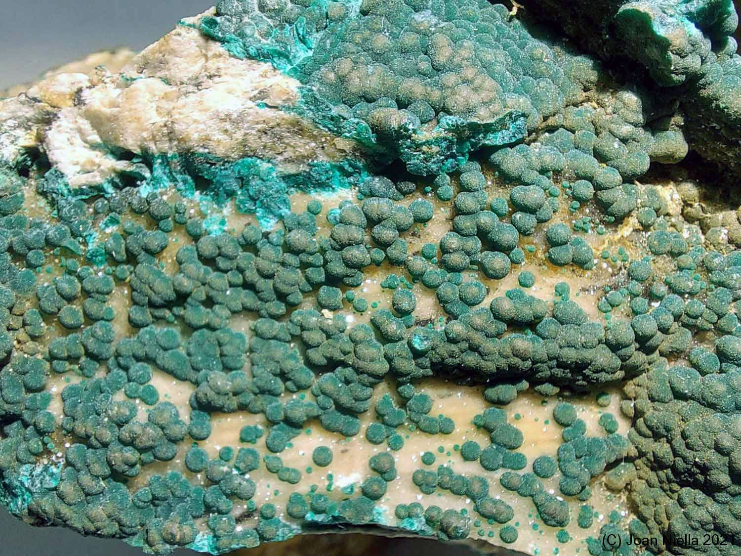 Pseudomalaquita
CV 50 mm
(Autor: Joan Niella)