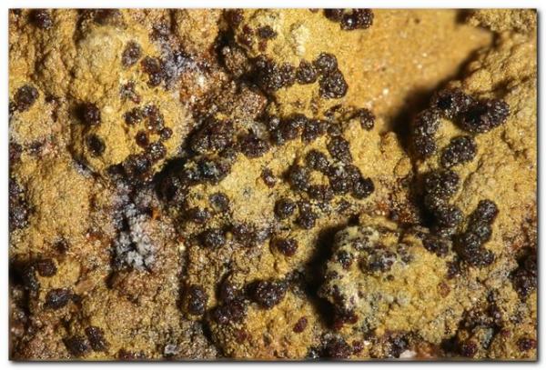 Yukonita
Encuadre 3 mm.
(Autor: Rafa Muñoz(mineralvarado))