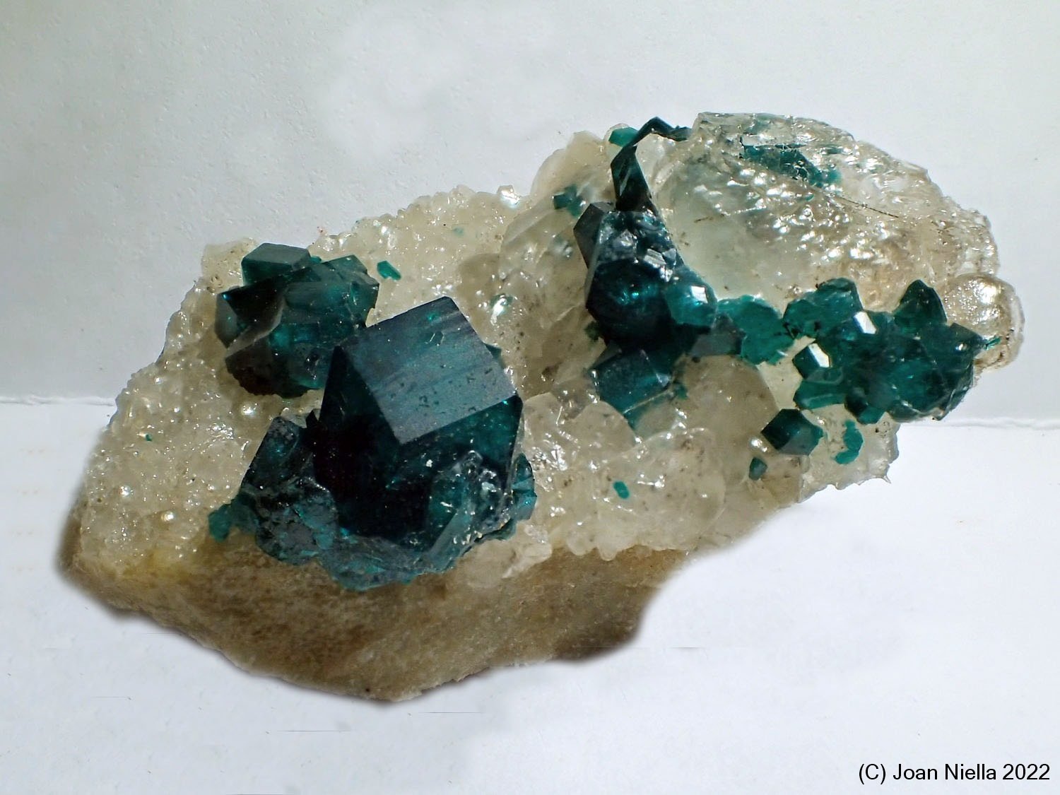Dioptasa
30 x 18 mm
(Autor: Joan Niella)
