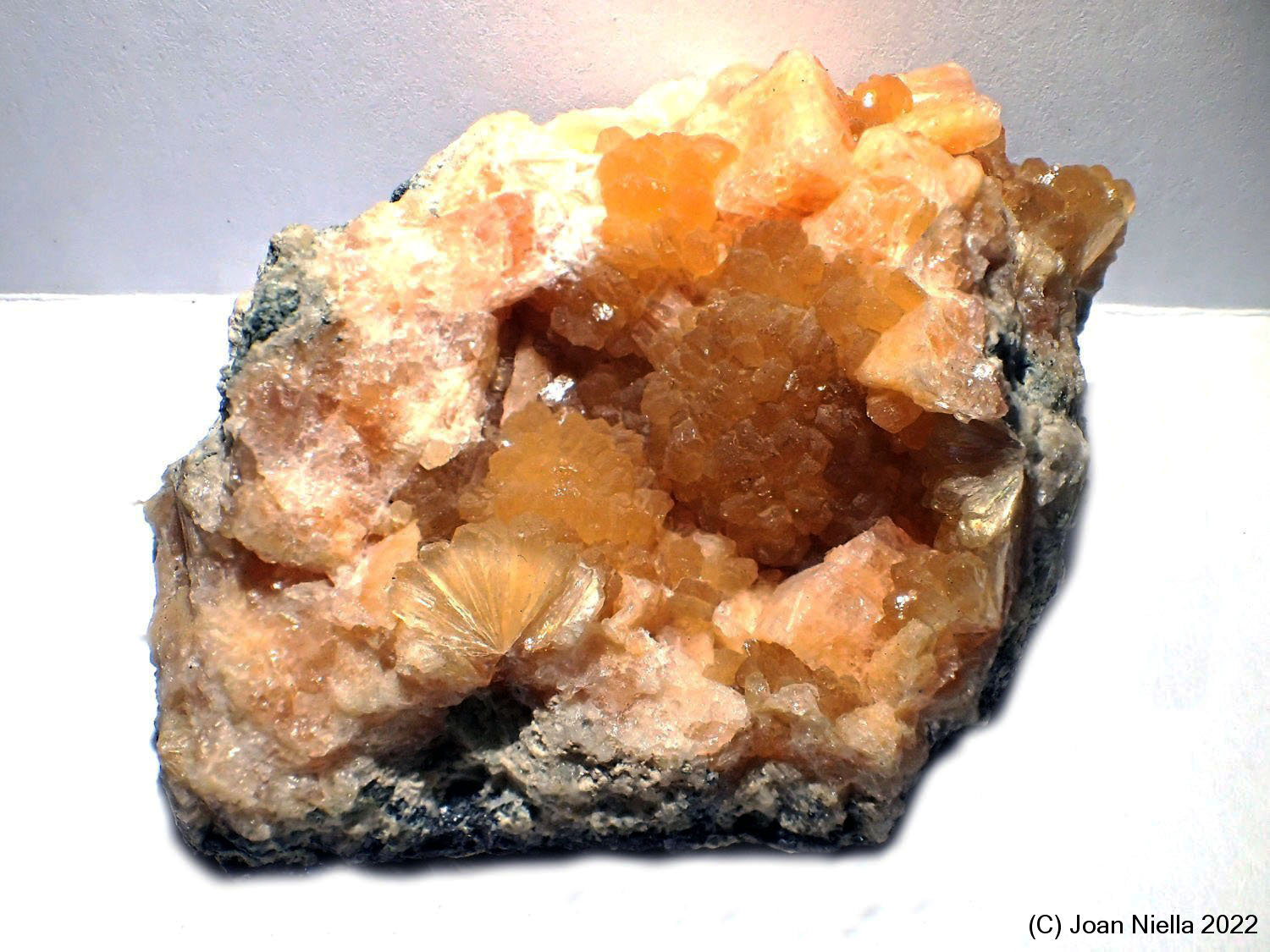 Estellerita
40 x 30 mm
(Autor: Joan Niella)