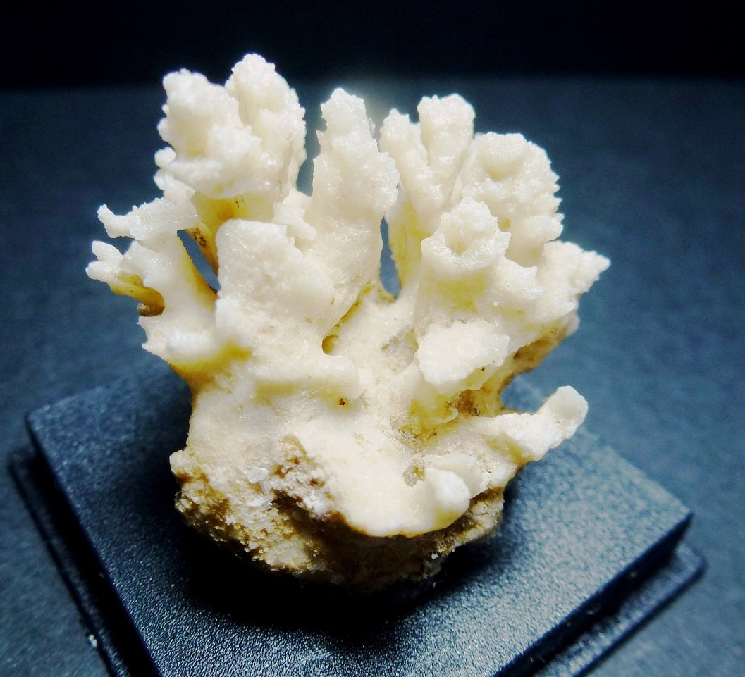 Yeso
4 x 4 cm.
(Autor: javier ruiz martin)