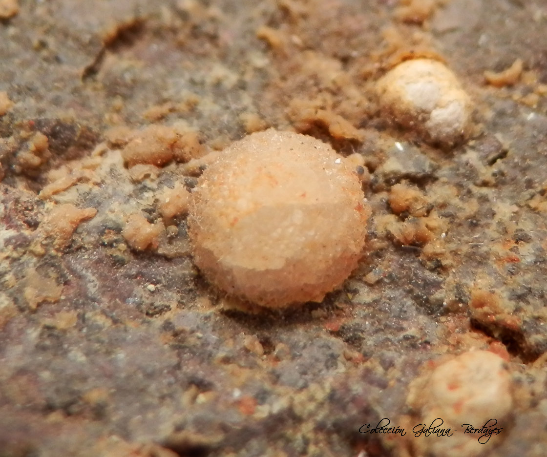 Harmotoma y Phillipsita-Ca
Encuadre de la fotografía 10 mm.
(Autor: Rafael Galiana)