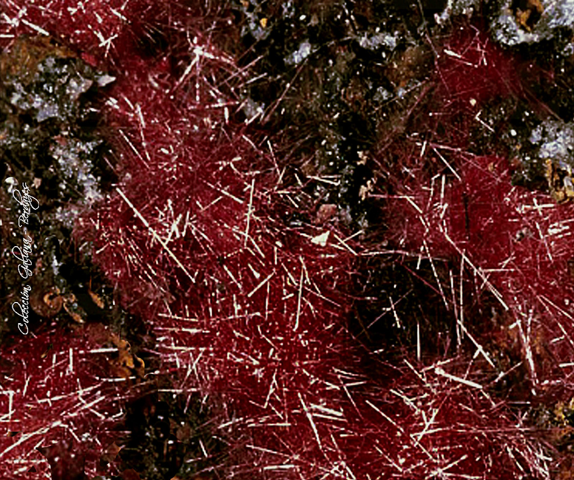 Cuprita (variedad calcotriquita)
Encuadre de la fotografía 10 mm.
(Autor: Rafael Galiana)