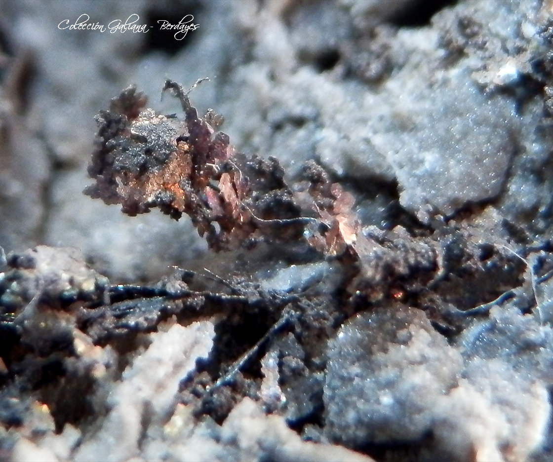 Plata (variedad kongsbergita)
Encuadre 9 mm.
(Autor: Rafael Galiana)