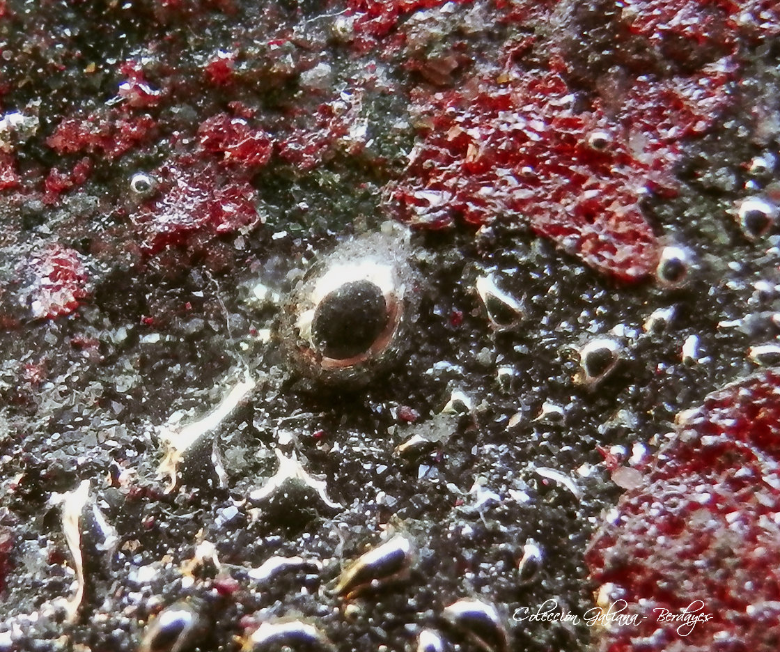 Mercurio y Cinabrio
encuadre 8 x 8 mm.
(Autor: Rafael Galiana)