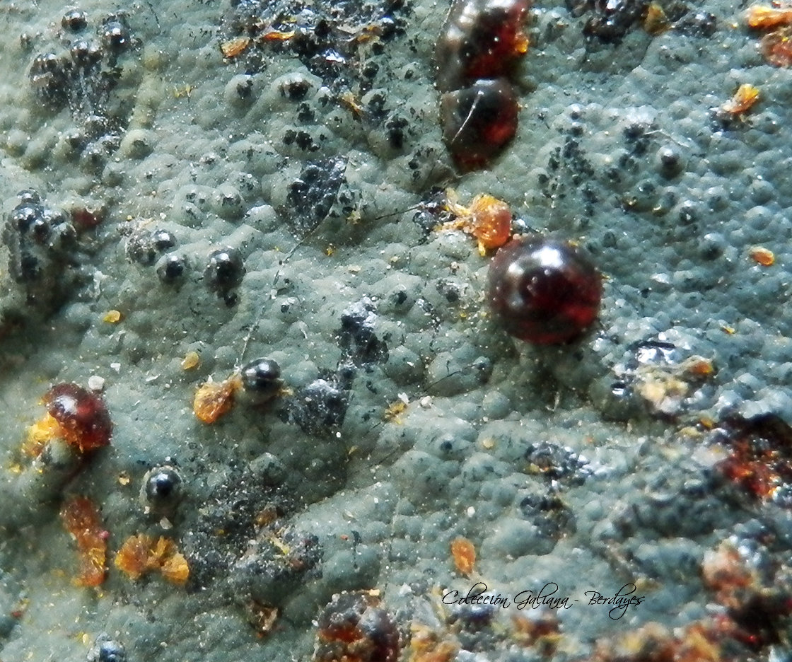 Cacoxenita en Dufrenita
Encuadre de la fotografía 10 x 9 mm.
(Autor: Rafael Galiana)