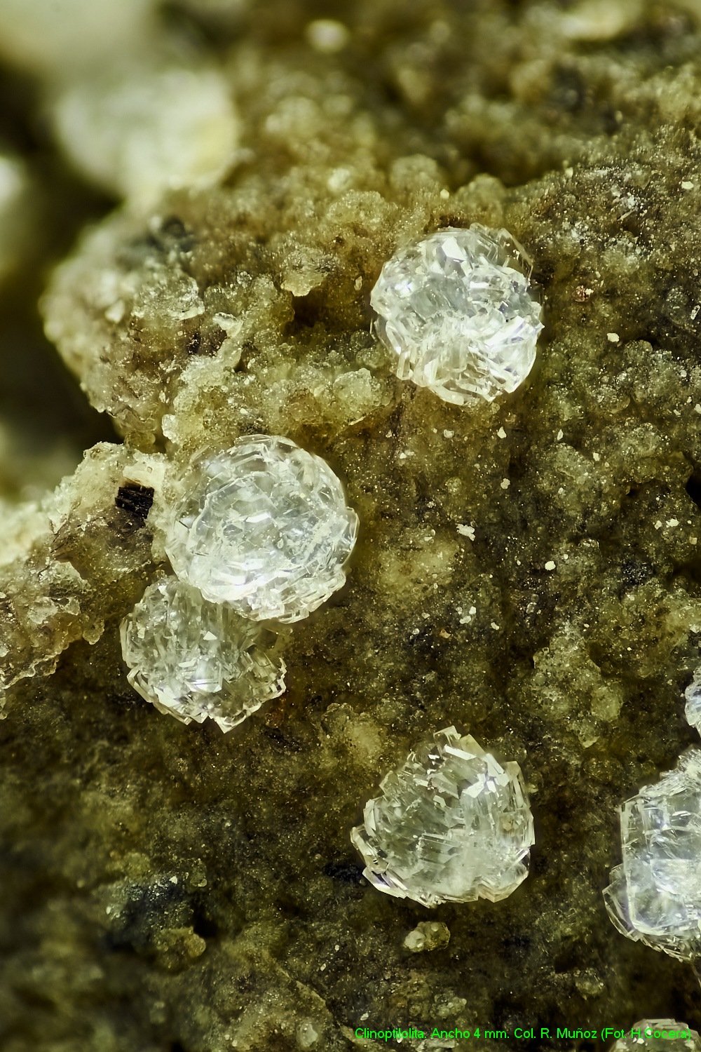 Clinoptilolita
encuadre 4mm
(Autor: Joan Niella)