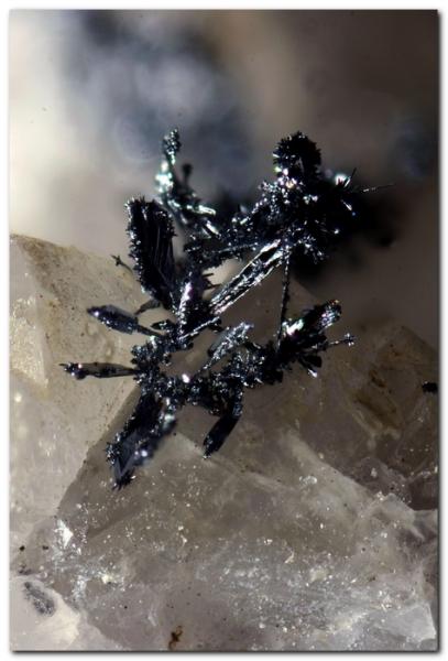 Plata recubierta por Acantita
Cristal 1 mm.
(Autor: Rafa Muñoz(mineralvarado))