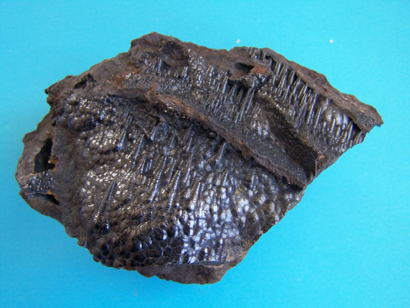 Goethita
14 x 12 cm.
(Autor: canada)