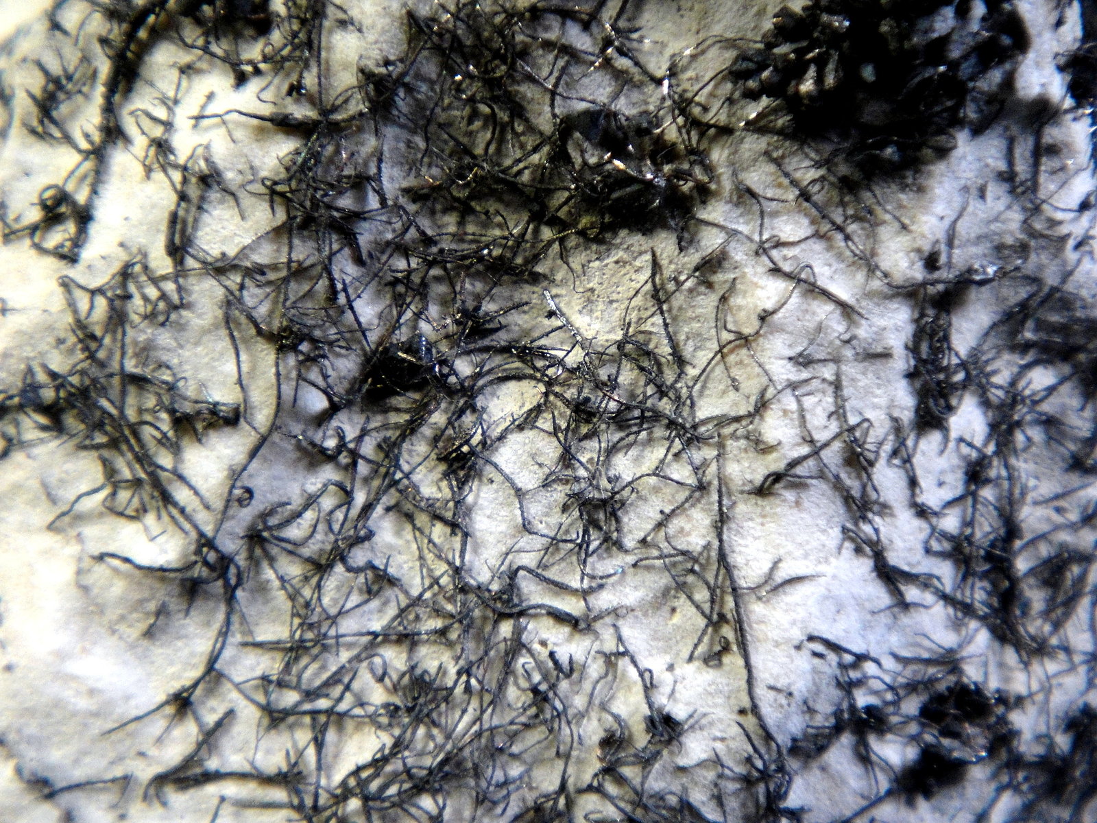 Plata y Acanthita (Acantita)
Campo de visión 3 cm.
(Autor: Antonio P. López)