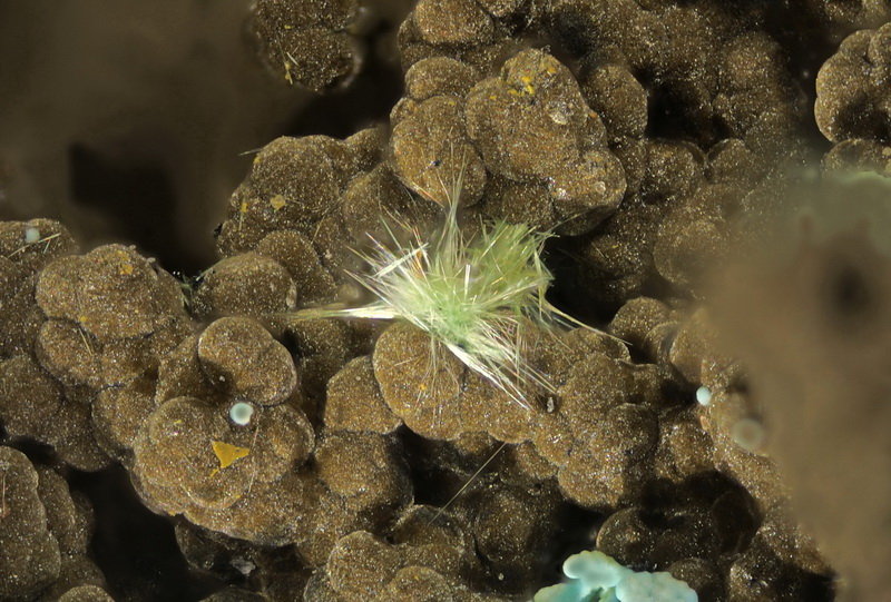 'Agardita'
Conjunto 0,4 mm
(Autor: Jorgina-Agusti-Màrius)