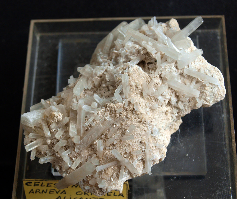 Celestina
8 x 4.5 cm
(Autor: Pedro Antonio)