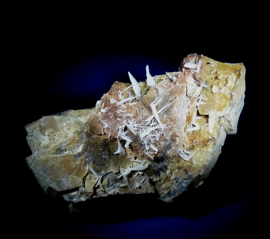 Celestina.
70x40 mm.
(Autor: Jesus Franquesa Baucells)
