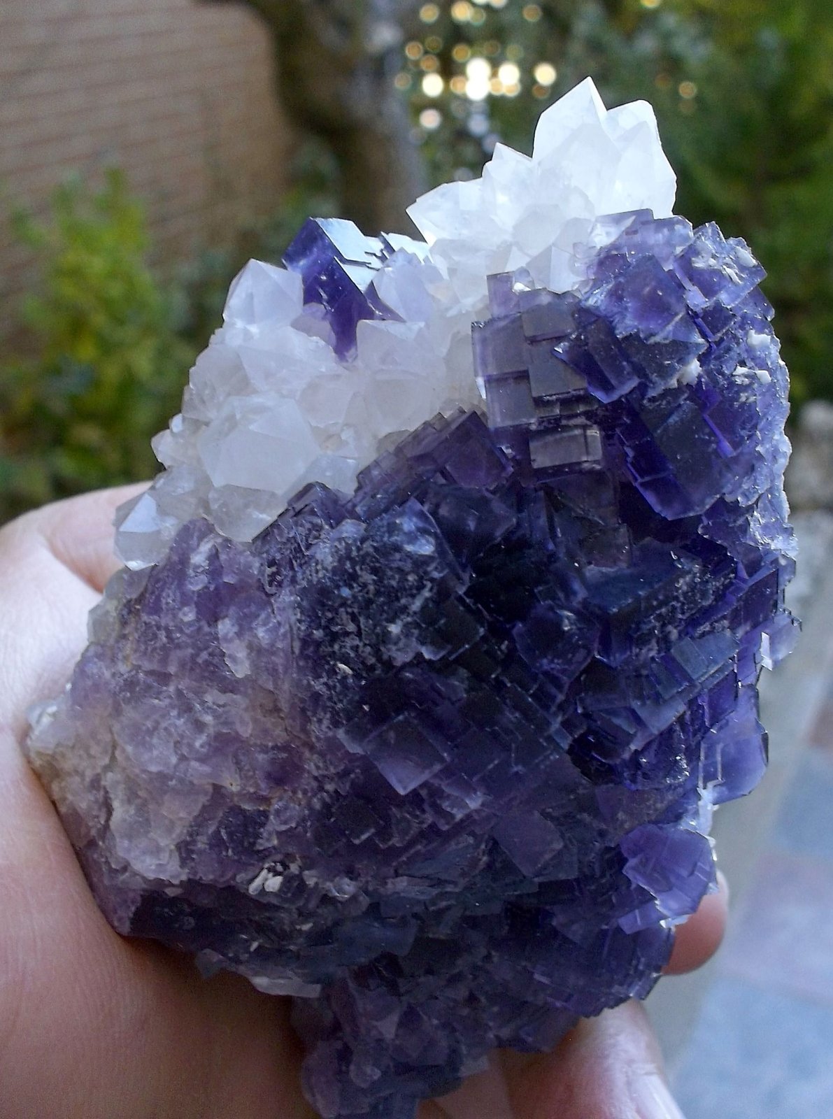 Fluorita y cuarzo
8,8 x 5,3 cm
(Autor: Cristalino)