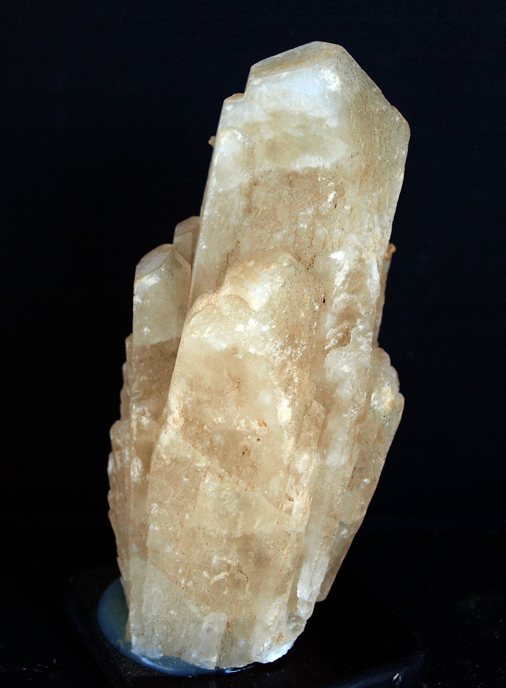 Celestina
10.5 x 4.5 cm
(Autor: Pedro Antonio)