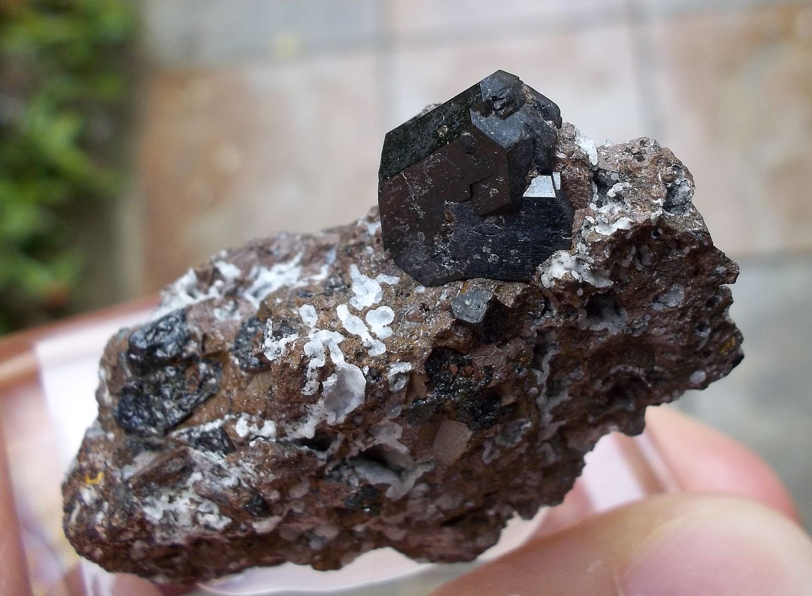 Augita
3 x 3 cm (cristal de 1 cm)
(Autor: Cristalino)