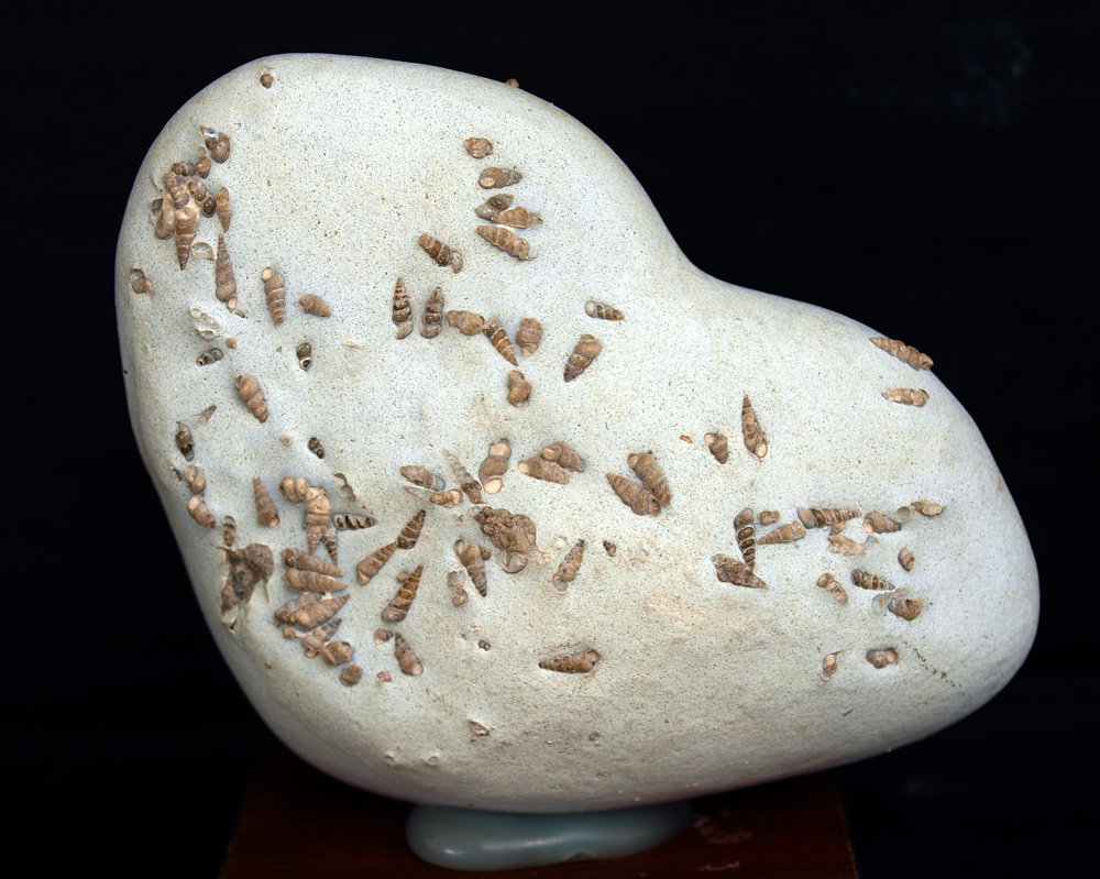 Ópalo (variedad menilito)
8 x 6 cm
(Autor: Pedro Antonio)