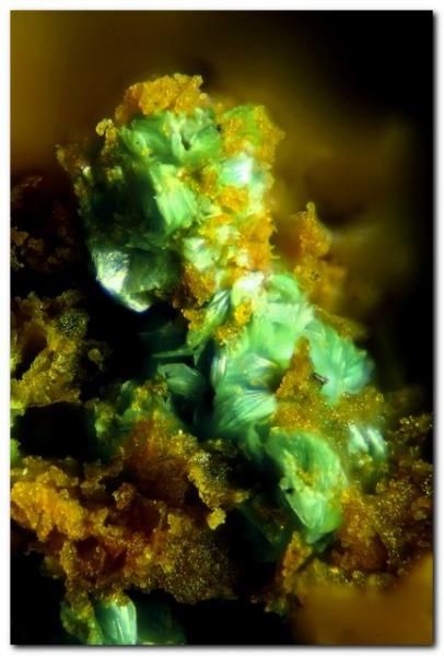 Parnauita.
Encuadre 1 mm.
(Autor: Rafa Muñoz(mineralvarado))