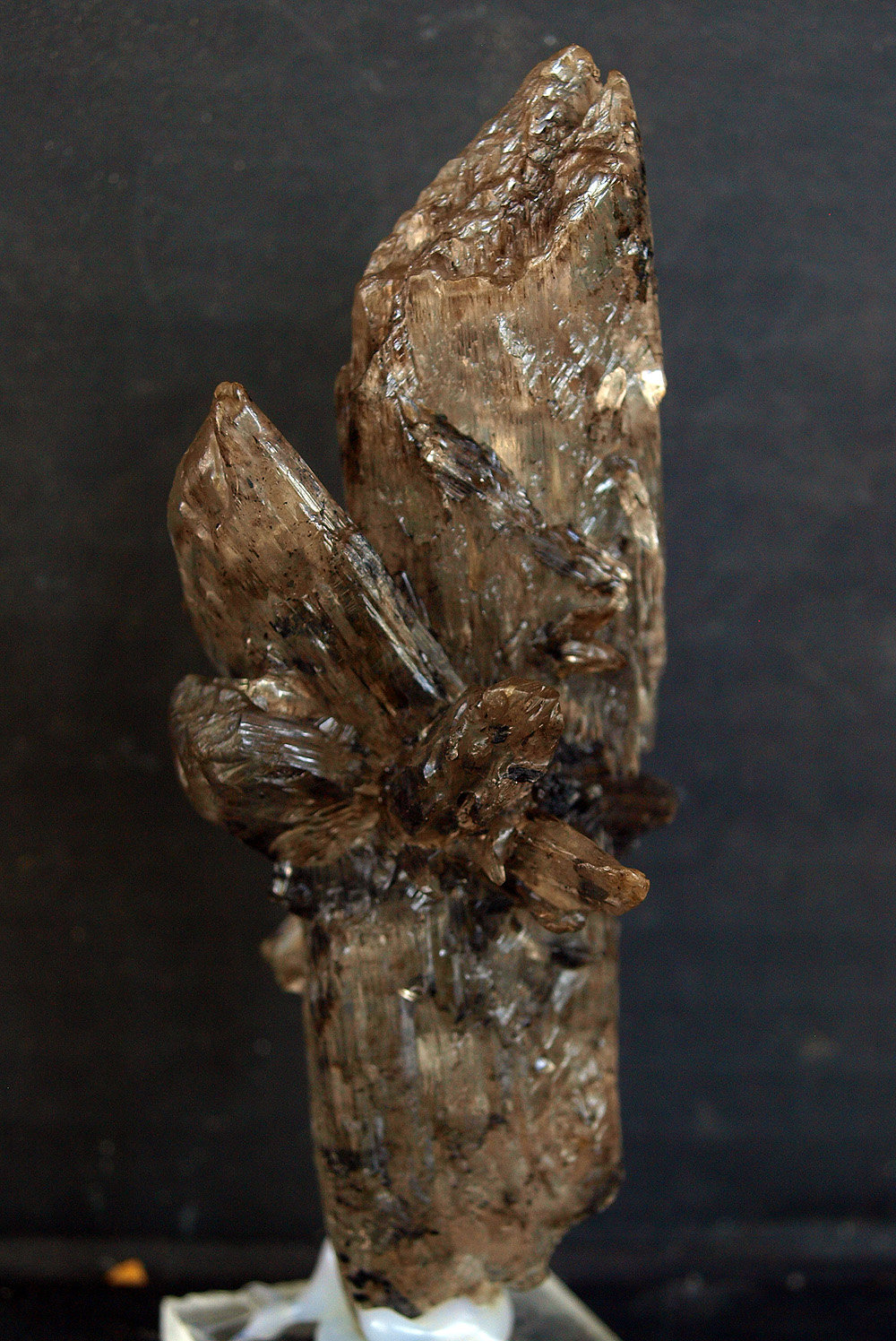 Yeso
9.5 x 4 cm
(Autor: Pedro Antonio)