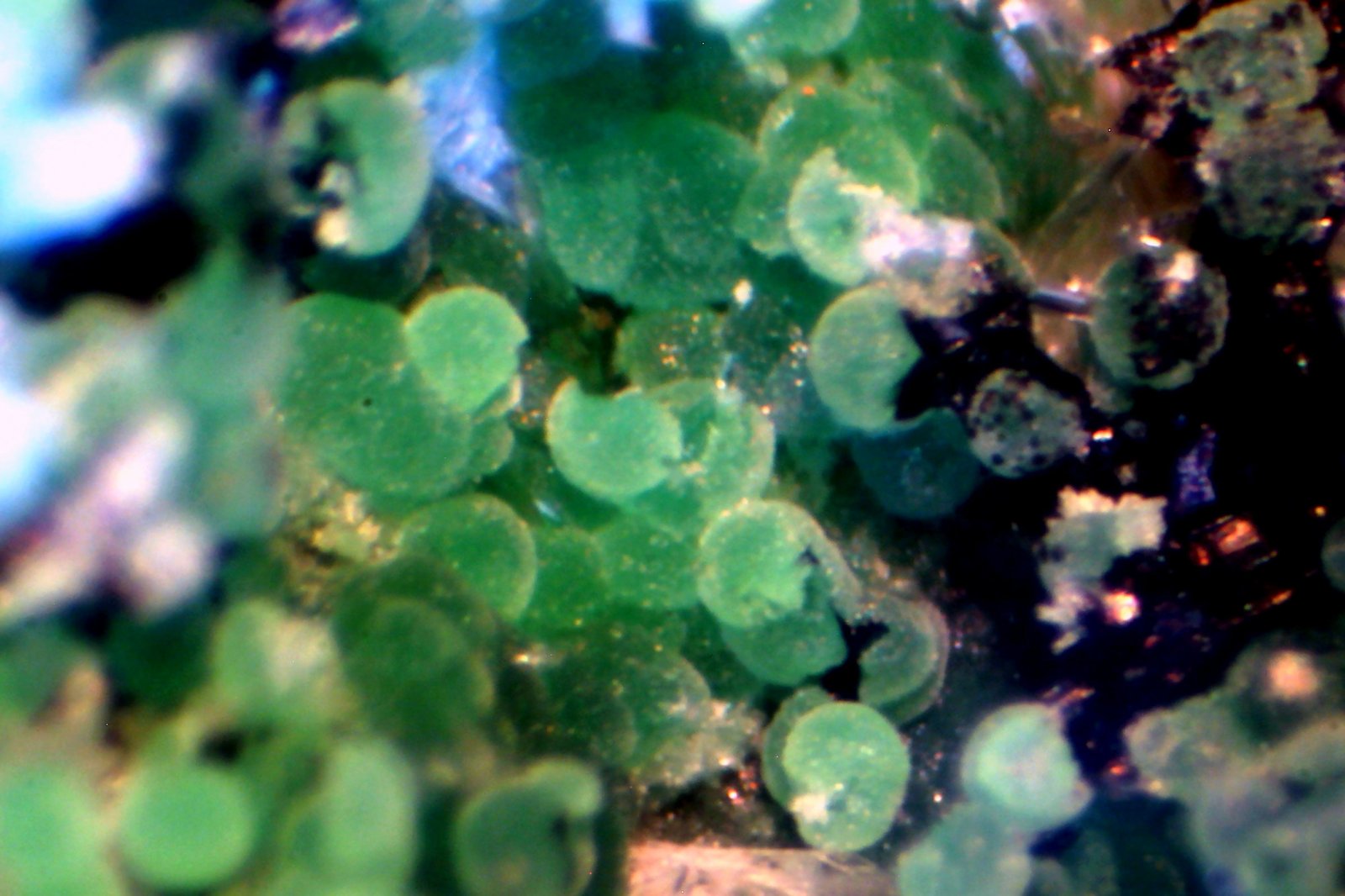 Conicalcita
< 1 mm
(Autor: José Luis Zamora)