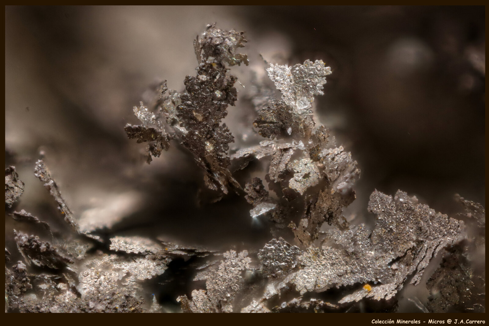 Plata (variedad kongsbergita)
Corta Santa Matilde, grupo minero Berja, Las Herrerías, Sierra Almagrera, Cuevas del Almanzora, Comarca Levante Almeriense, Almería, Andalucía, España
FoV: 3 x 2 mm
(Autor: Jose Angel Carrero)