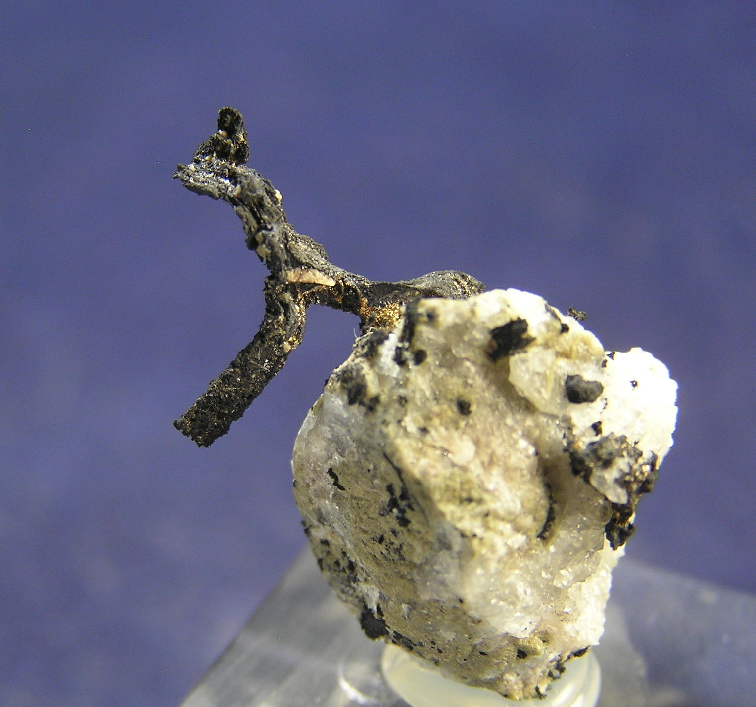 Plata
2 x 1,5 x 1 cm
(Autor: Frederic Varela)
