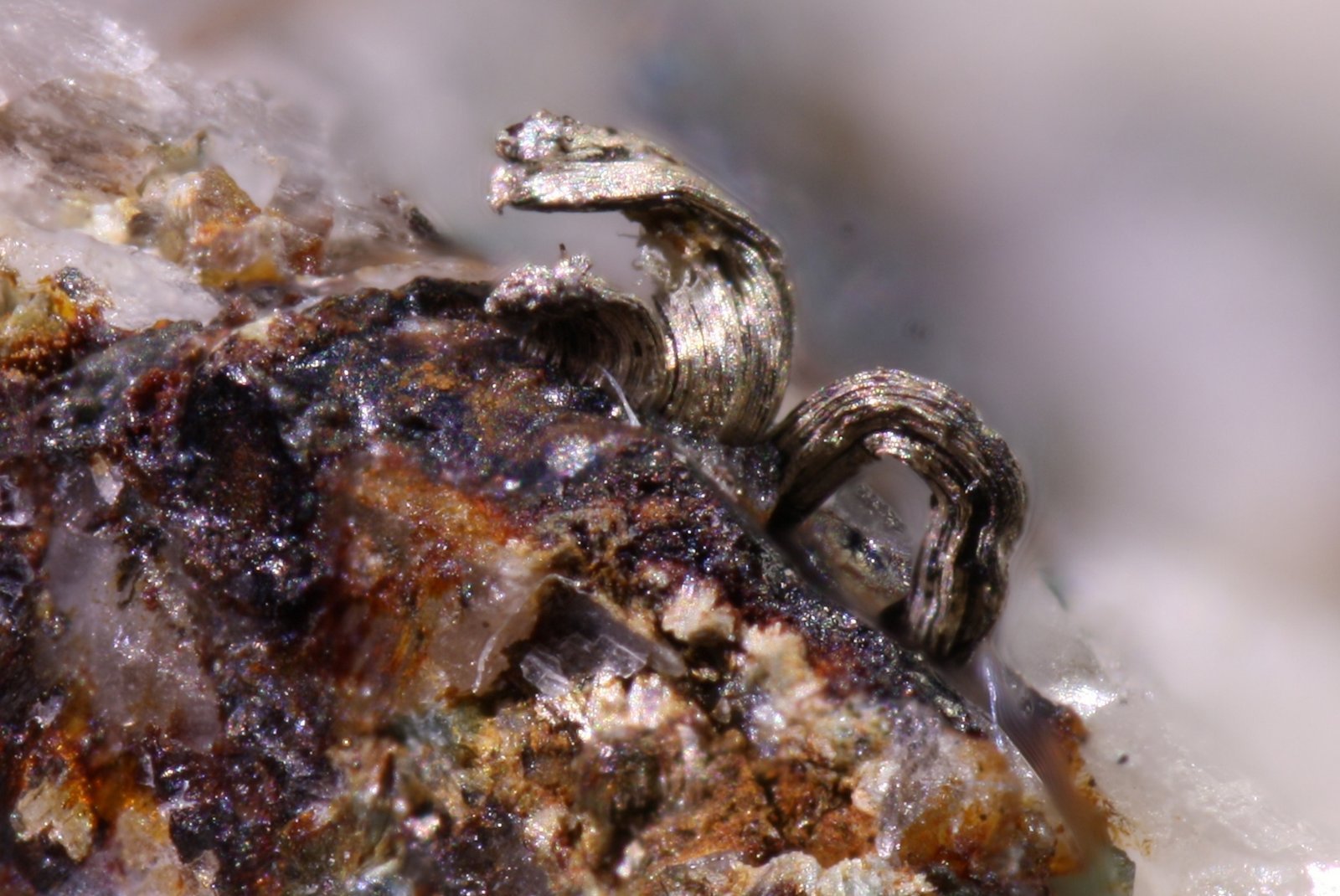 Plata
4 x 1,5 mm
(Autor: Jorgina-Agusti-Màrius)