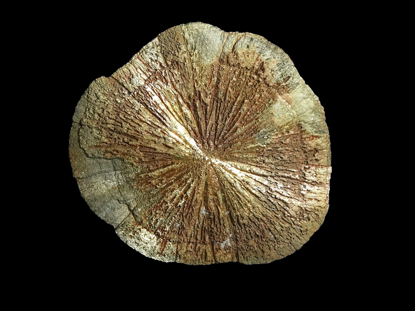 Pirita
7 x 7 cm.
(Autor: Antonio P. López)
