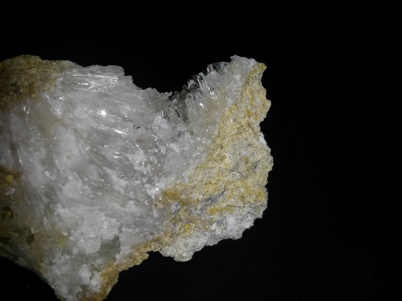 Celestina
7 cm. ancho de campo
(Autor: Alvaro2121)