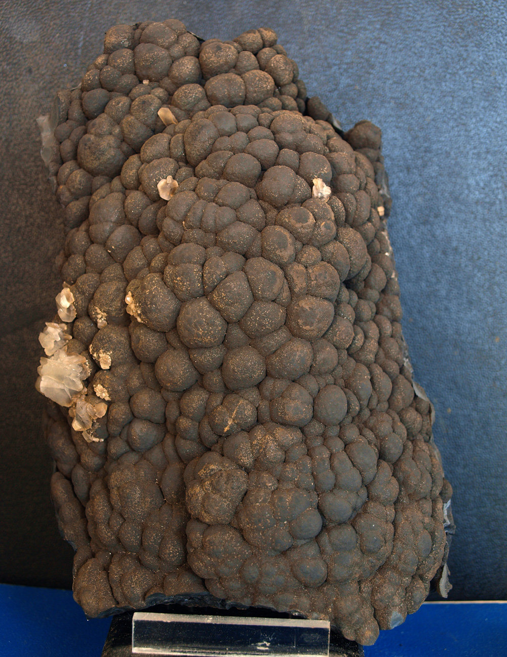 Psilomelana
18 x 11 cm
(Autor: Pedro Antonio)