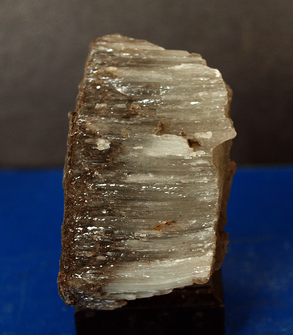 Celestina
7 x 3.5 cm
(Autor: Pedro Antonio)