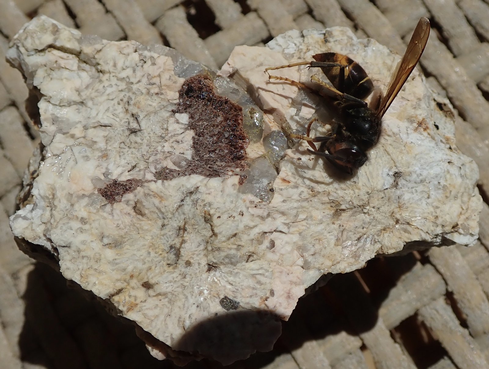 7x8 cm
(Autor: Emilio Téllez)