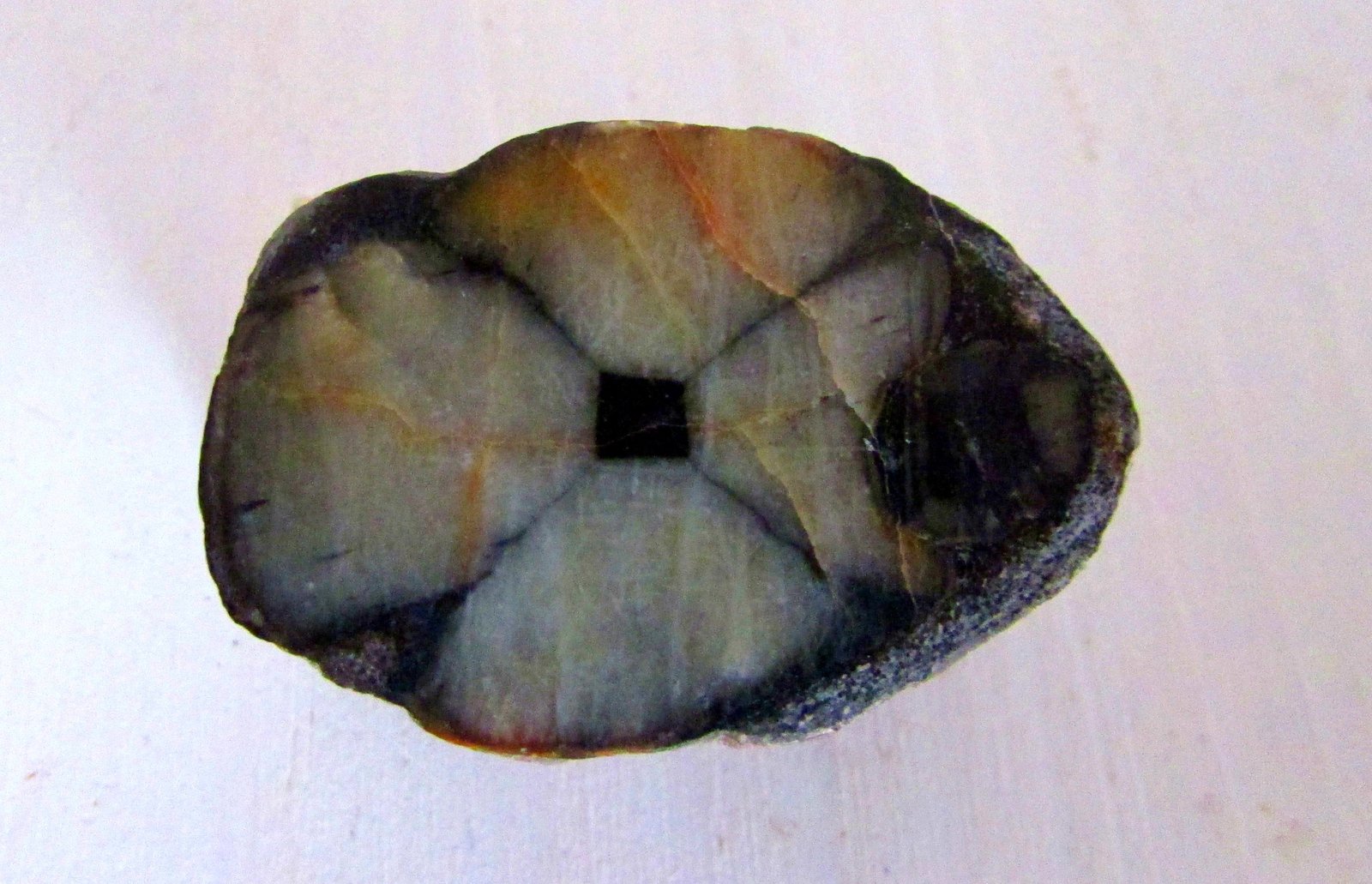 Andalucita (variedad quiastolita).
3'3 x 2'2 cm.
(Autor: Jordi Franco)