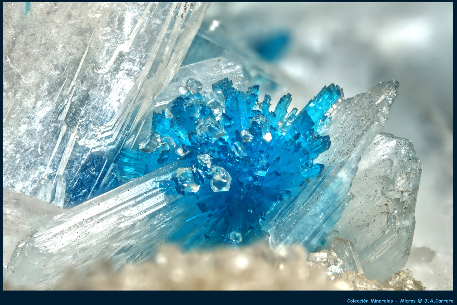 Cavansita
FoV: 8 x 5,5 mm
(Autor: Jose Angel Carrero)