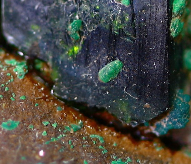 Pseudomalaquita? sobre libethenita
Encuadre: 5 mm
(Autor: Manuel Mesa)