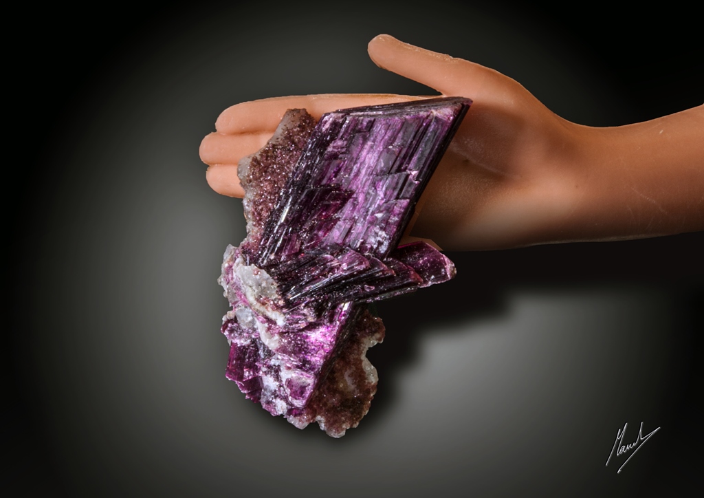 Eritrina
22 X 13.
(Autor: Manuel Mesa)