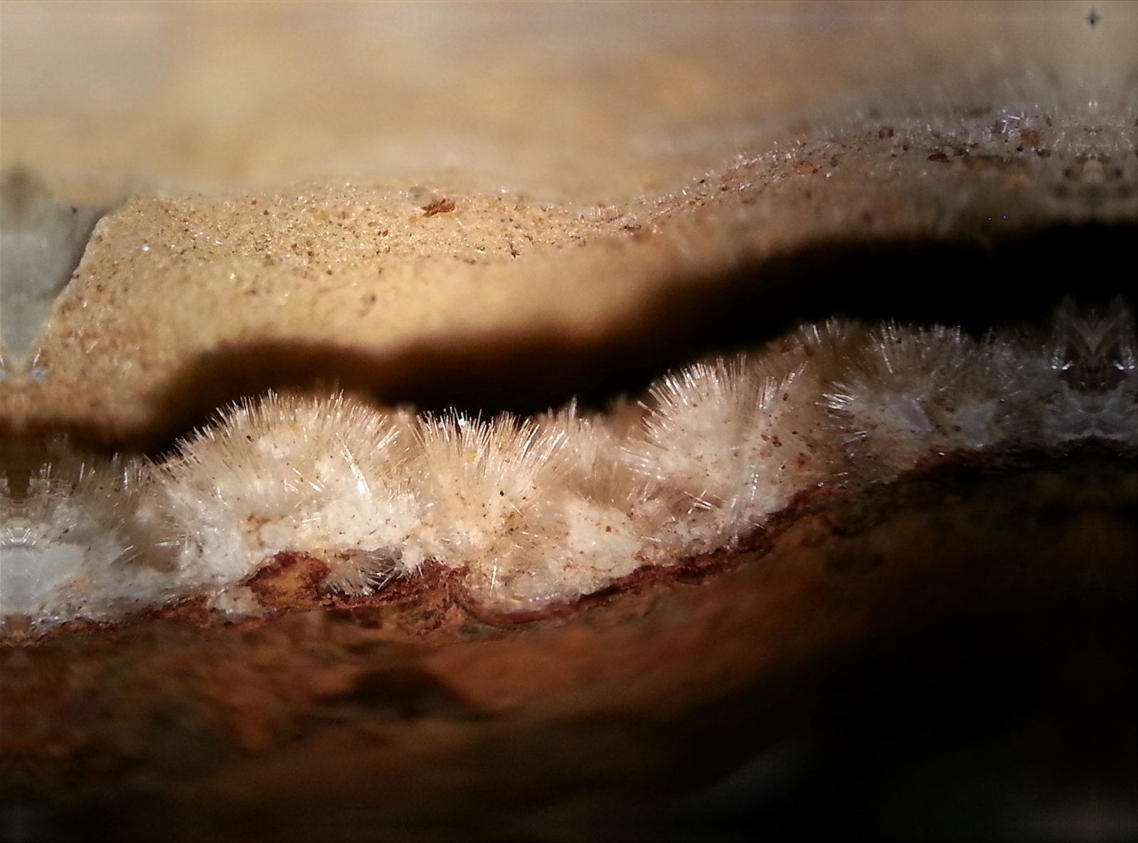 Fluorapatito (variedad carbonato-fluorapatito)
4 x 3 x 0,5 cm
(Autor: Javier Rodriguez)