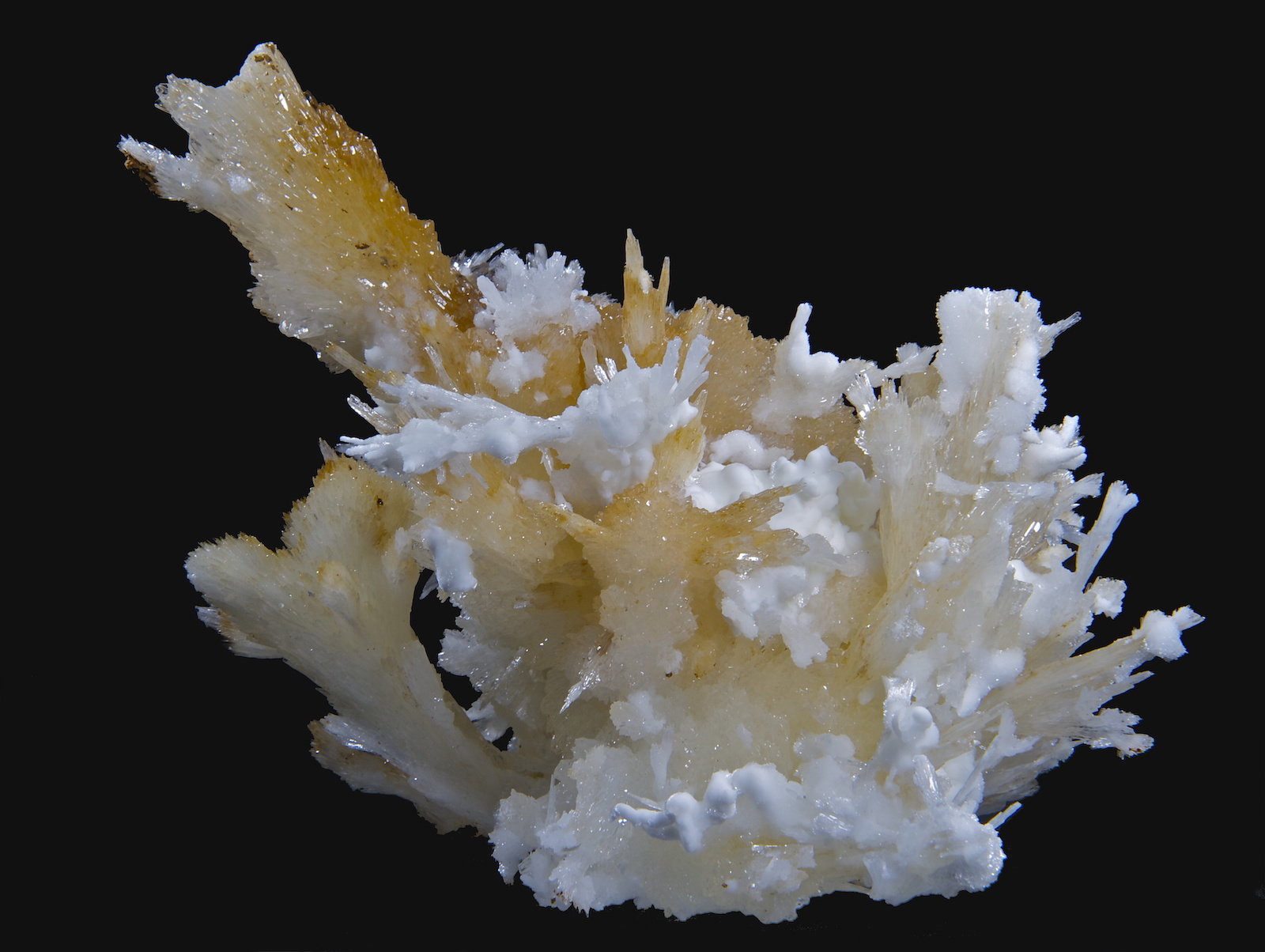 Aragonito (variedad flos ferri)
15,4 x 14,2 cm.
(Autor: Xavier bordas)