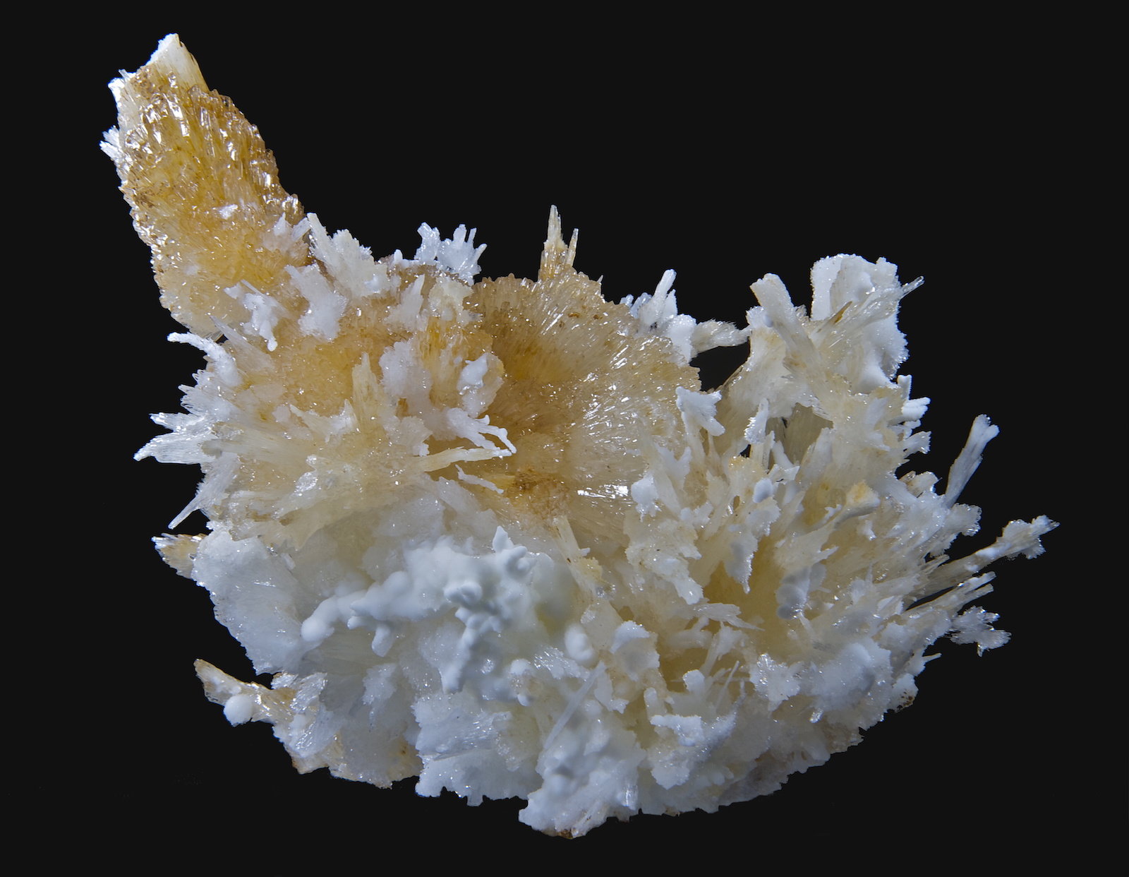 Aragonito (variedad flos ferri)
15,4 x 14,2 cm.
(Autor: Xavier bordas)