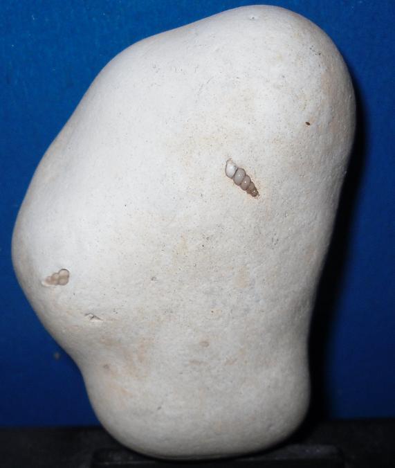 Ópalo (variedad menilito)
5,3 x 3,2 cm
(Autor: Jordi Franco)
