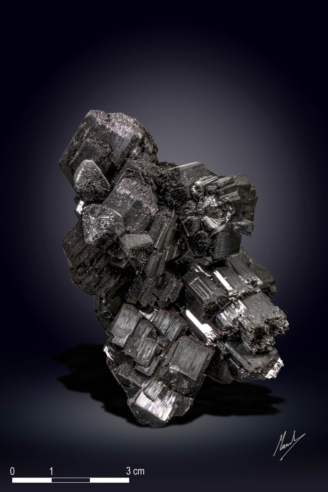 Chorlo
87 x 68 mm
(Autor: Manuel Mesa)