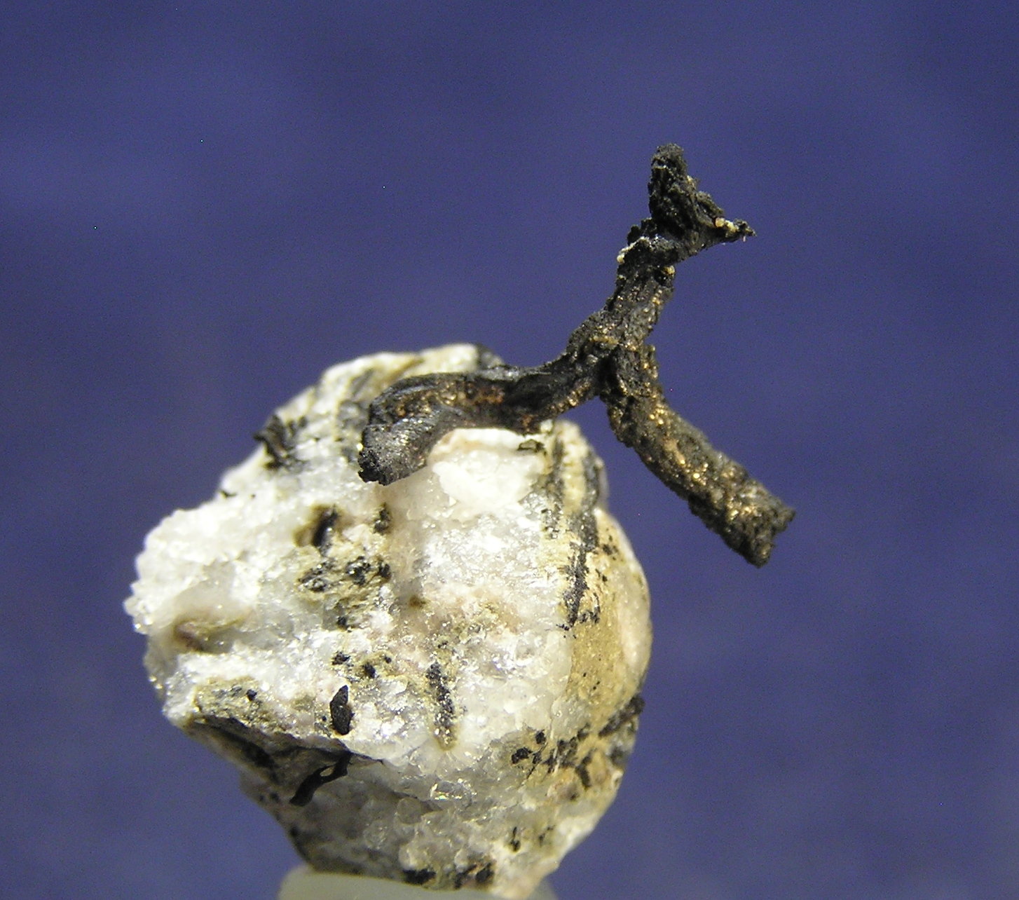 Plata
2 x 1,5 x 1 cm
(Autor: Frederic Varela)