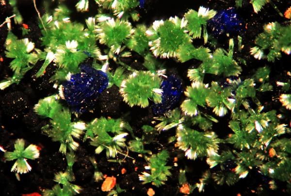 Zincolivenita y azurita sobre óxidos de Manganeso
Encuadre 5 mm.
(Autor: Rafa Muñoz(mineralvarado))